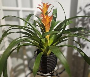 Bromeliad Plant