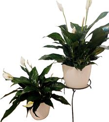 Peace Lily