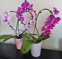 "Heart-shape" Phalaenopsis Orchid Plant