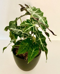 Alocasia Polly 