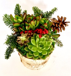 Succulent Christmas Garden