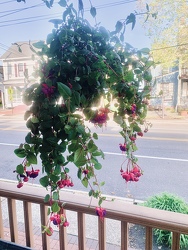 Fuchsia Hanging Basket 