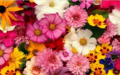 Designer's Choice Designer's Choice